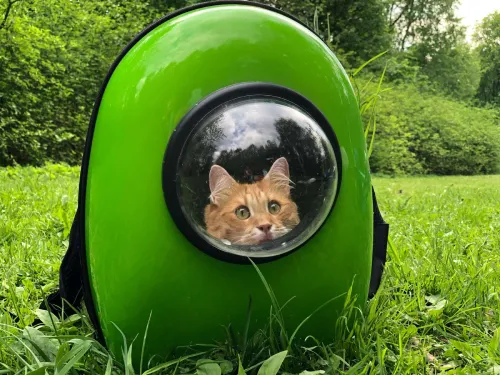 кошка в рюкзаке
